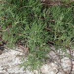 Artemisia alba Likasa