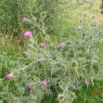 Cirsium vulgareCvet