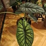 Alocasia baginda Levél