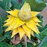 Musella lasiocarpa Flower