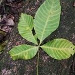 Ricinodendron heudelotii Folha