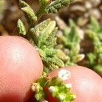 Linaria arenaria Blomma