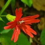 Silene laciniata Квітка