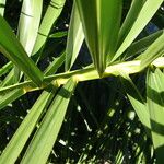 Phoenix canariensis Folha