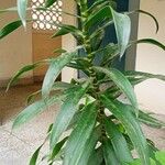 Dracaena angustifolia برگ