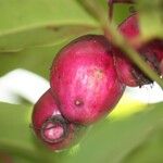 Syzygium cymosum Плод