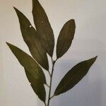 Salix alba পাতা