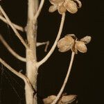 Barnardia numidica