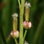 Triglochin palustris Fiore