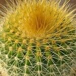 Parodia claviceps