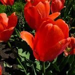 Tulipa agenensis Flower