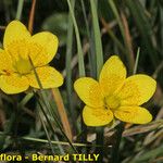 Saxifraga hirculus Pokrój