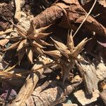 Carex grayi Fruit