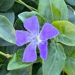 Vinca majorFlor