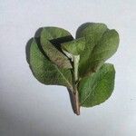 Salix hastata Leaf