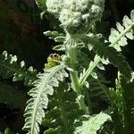 Achillea clypeolata Лист