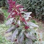 Amaranthus hypochondriacusFiore