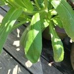 Calendula officinalis 叶