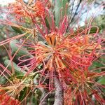 Grevillea meisneri ᱵᱟᱦᱟ