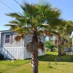 Washingtonia robustaBlatt