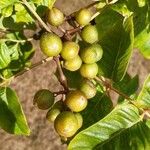 Phellodendron amurense Fruit