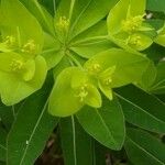 Euphorbia hyberna পাতা