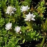 Raoulia glabra Flower