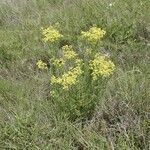 Erigeron schimperi موطن