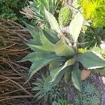 Agave shaferi Листок