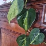 Philodendron hederaceum Hoja