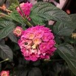 Lantana camaraFlower