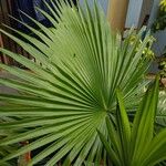 Livistona chinensis Folha
