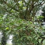 Ficus virgata Liść