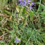 Veronica spicata 花