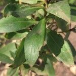 Myoporum laetum葉