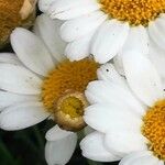 Leucanthemopsis alpina 花