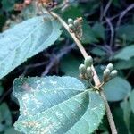 Grewia caffra Leaf