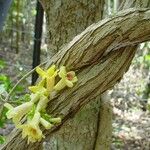 Pandorea pandorana പുഷ്പം