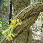 Pandorea pandorana Fleur