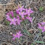 Centaurium littoraleКвітка