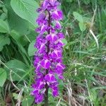 Orchis masculaЦвят