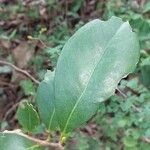 Myrcianthes fragrans Blad