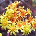 Aeonium spathulatum Kvet