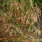 Eragrostis tef Blomst