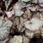 Begonia rex Foglia