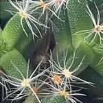 Trichodiadema densum ഇല