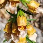 Digitalis laevigata Fiore