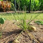 Dasylirion texanum Habit