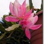 Disocactus phyllanthoides Blüte