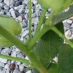 Gossypium herbaceum Ekosanga